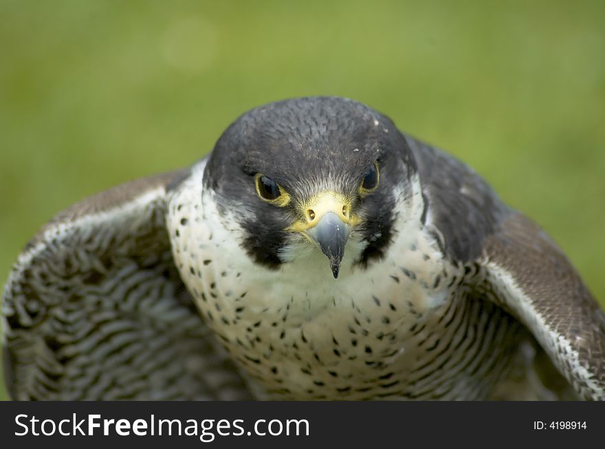 A falcon having just landed on a prey item