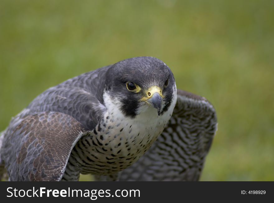 A falcon having just landed on a prey item. A falcon having just landed on a prey item