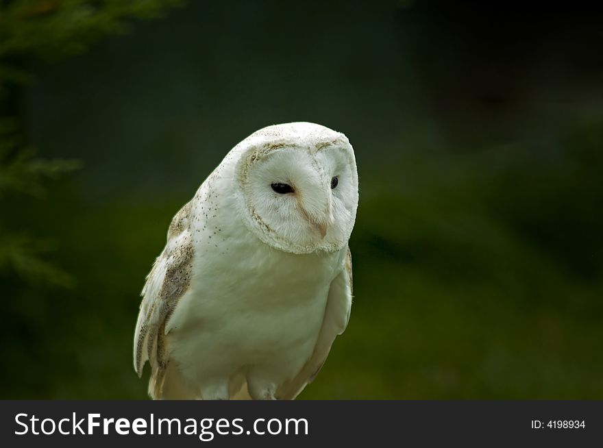 A snow owl in its natural habitat. A snow owl in its natural habitat