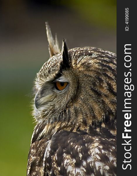 A european eagle owl in its natural habitat. A european eagle owl in its natural habitat