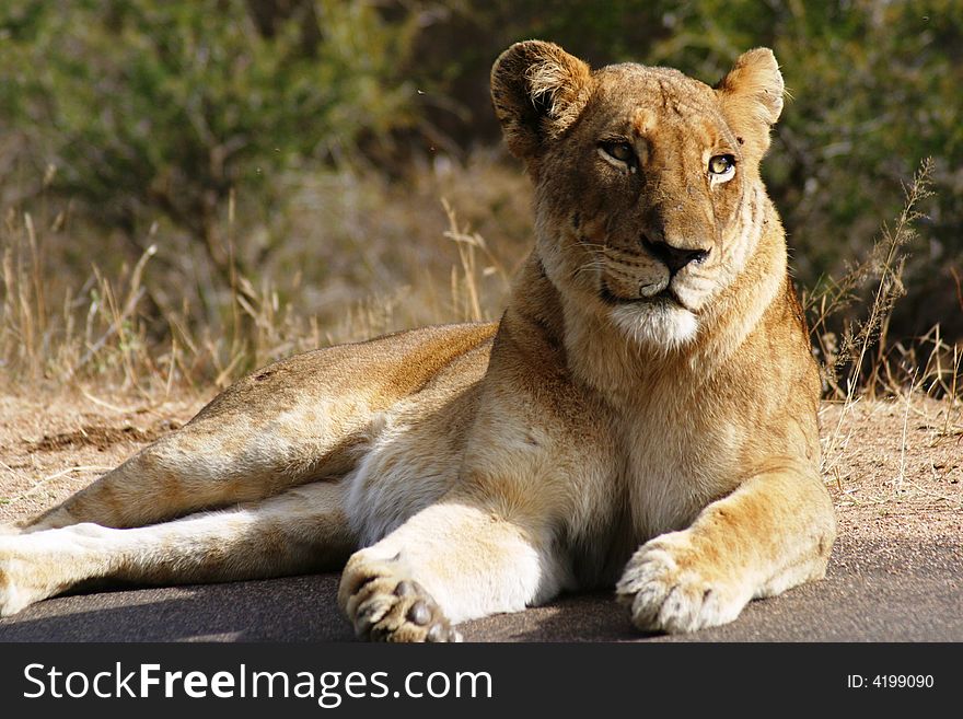 Lioness basking in the sun in the Kruger National Park in South Africa