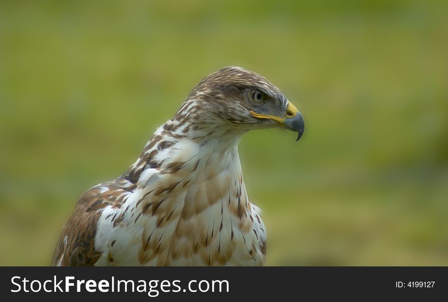 Close up of Bird of Prey. Close up of Bird of Prey