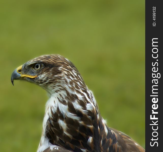 Close up of Bird of Prey. Close up of Bird of Prey