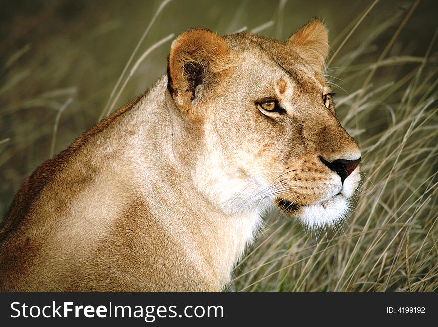 Lioness in the grass looking over shoulder in the Masai Mara Reserve in Kenya