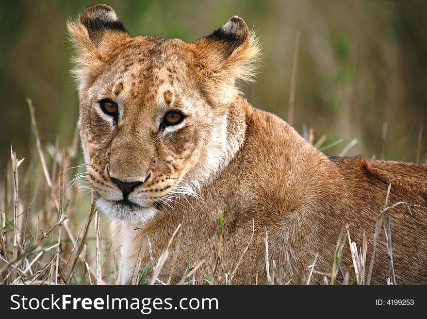 Lion Cub Lying In The Grass