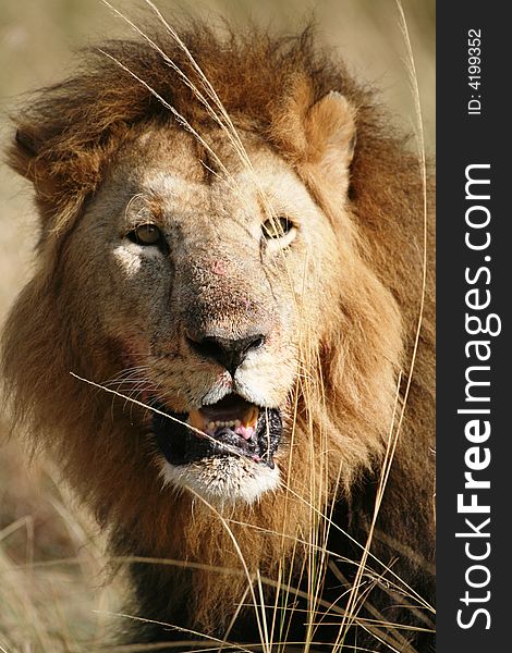 Majestic lion portrait in the grass after a kill in the Masai Mara Reserve in Kenya