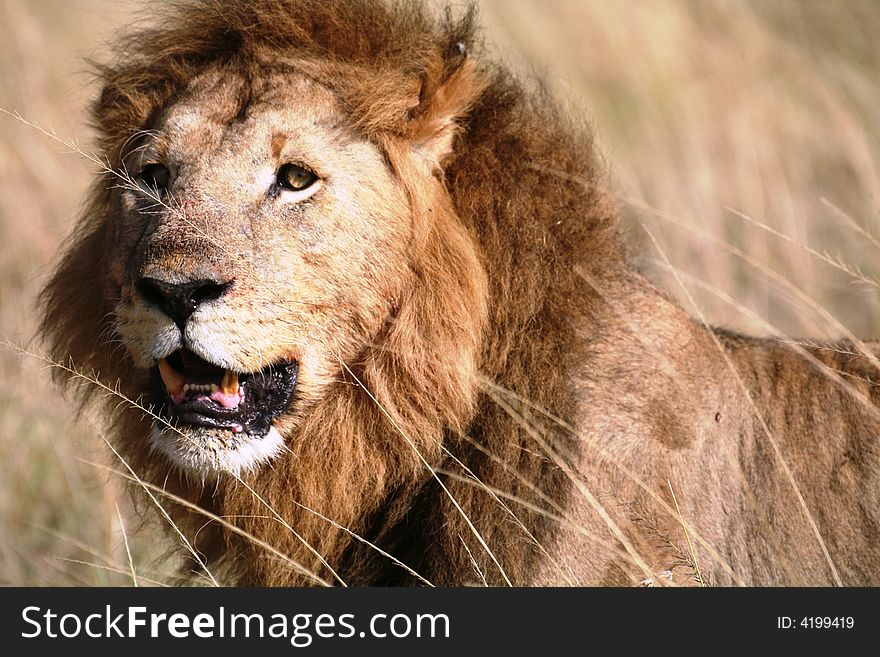 Majestic lion standing in the grass after a kill in the Masai Mara Reserve in Kenya