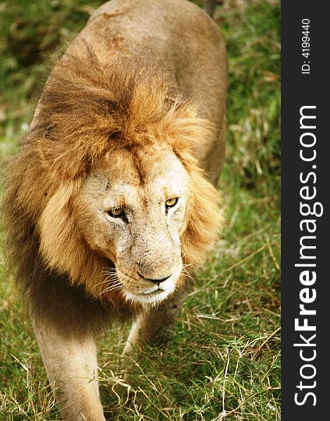 Lion walking through the grass in the Masai Mara Reserve in Kenya