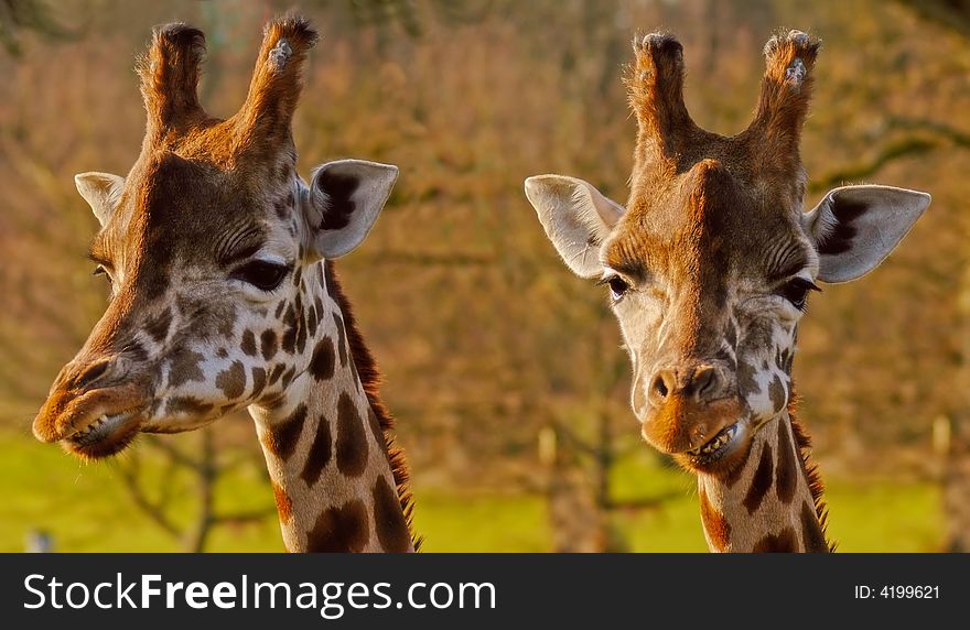 Close up of two giraffe heads. Close up of two giraffe heads