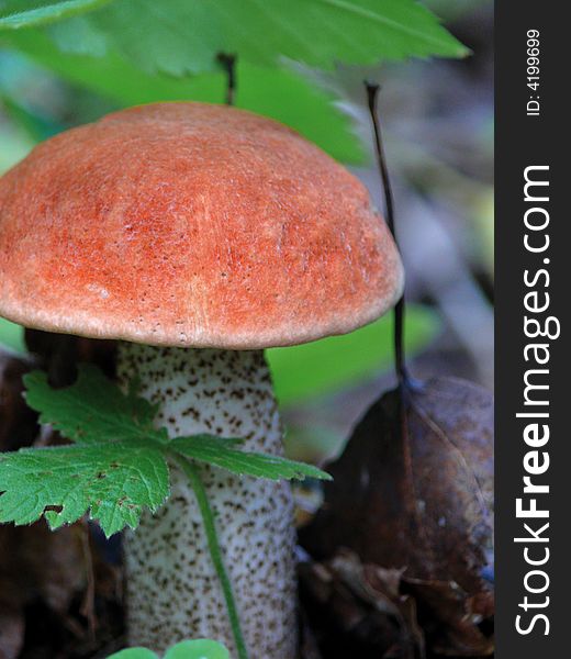 Aspen Mushroom In An Autumn Wood.