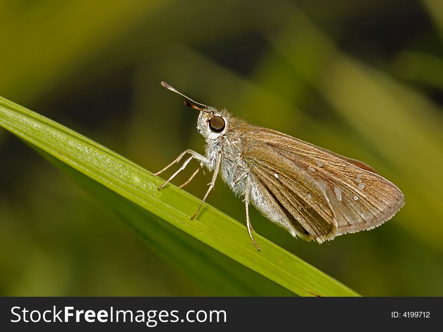 Small Insect In The Garden