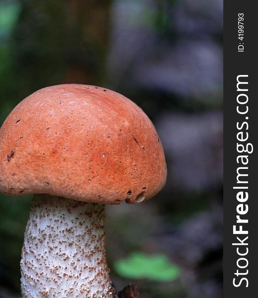 Aspen mushroom in an autumn wood. Russia.