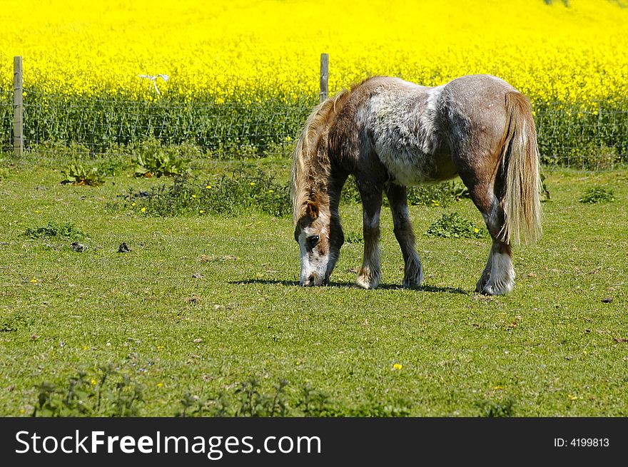 Pony grazing in a green field