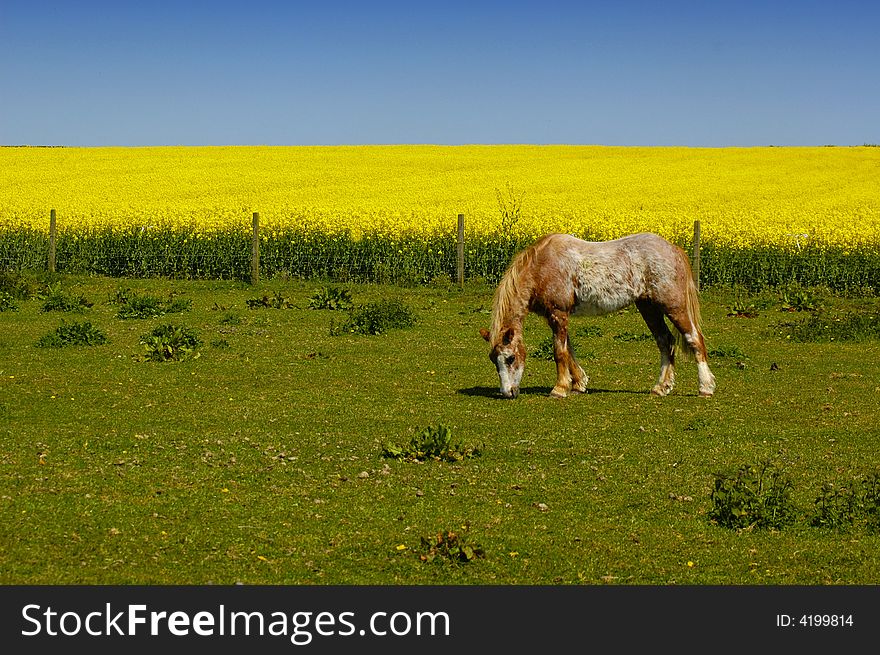 Pony grazing in a green field