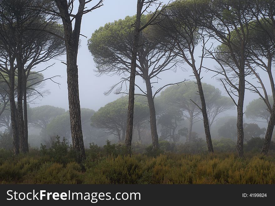 Image of a pines tree in a mediterranean forest surrounded by fog , soon in the morning. Image of a pines tree in a mediterranean forest surrounded by fog , soon in the morning.