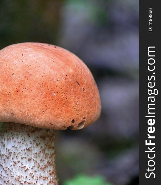 Aspen mushroom in an autumn wood.