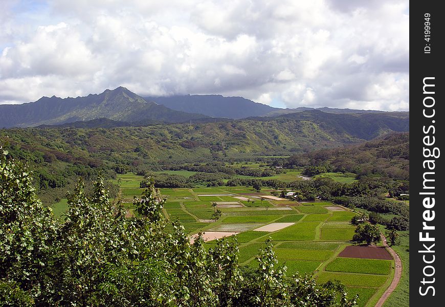 Taro Fields from above in Kauai Hawaii. Taro Fields from above in Kauai Hawaii