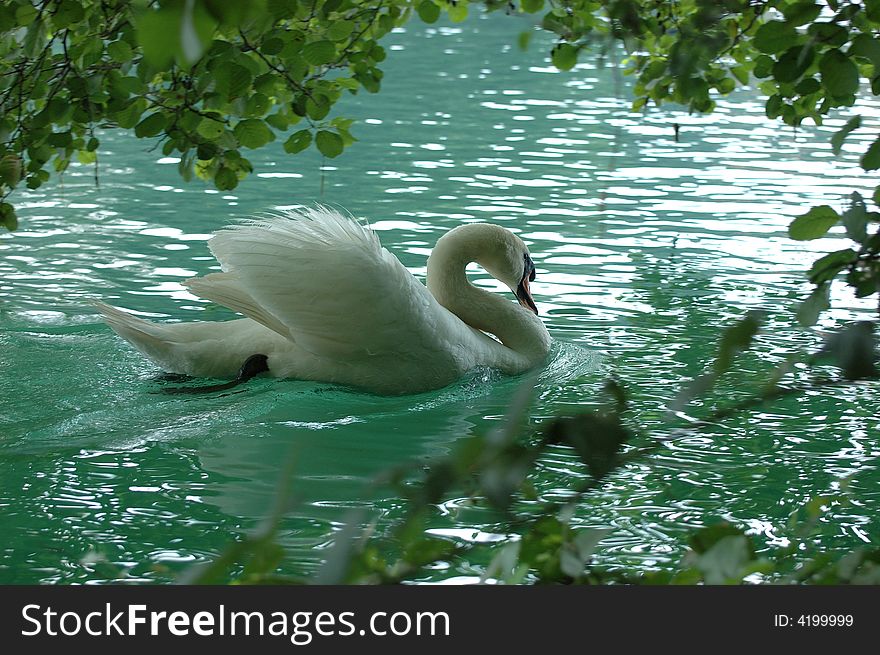 Cigno nel fiume adda nord italia