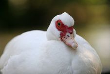 White Duck Resting Royalty Free Stock Images