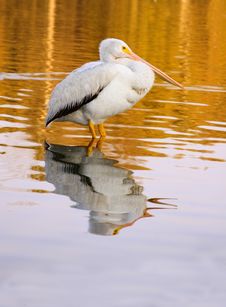 Lone Pelican Stock Images