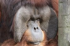 Orangutan Stock Photography