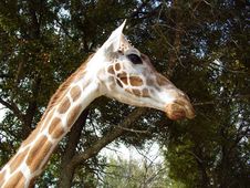Giraffe Head And Neck Royalty Free Stock Photography Giraffe Head And Neck Royalty Free Stock Photography