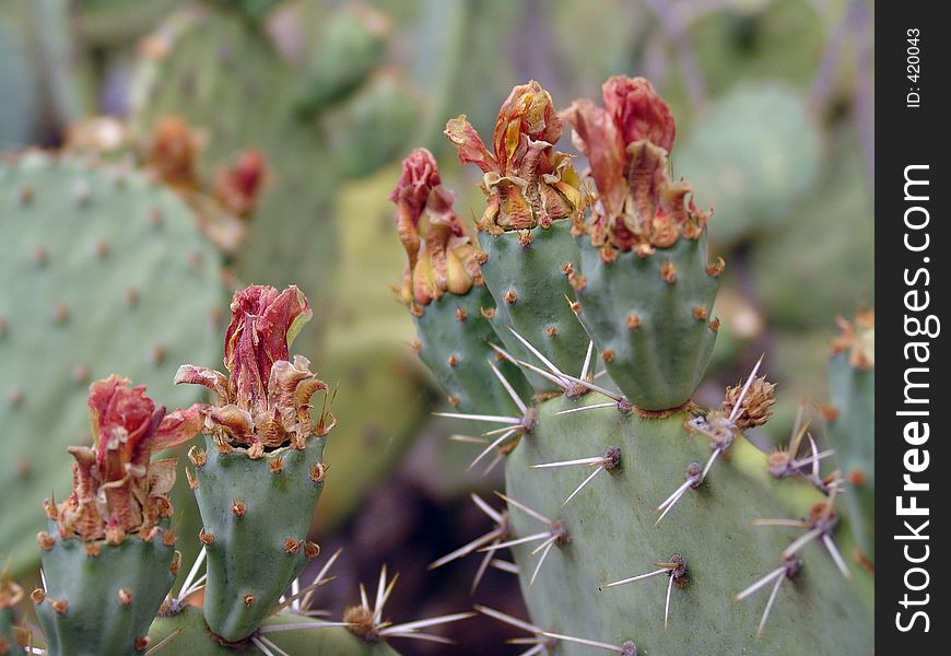 Prickly Pear Cactus flower buds. Prickly Pear Cactus flower buds