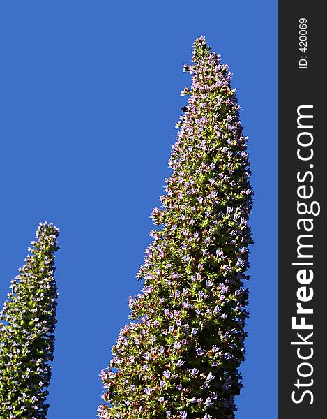 European Fan Palm at Golden Gate Park in San Francisco, CA.