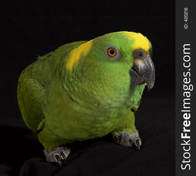 A green parrot. A green parrot