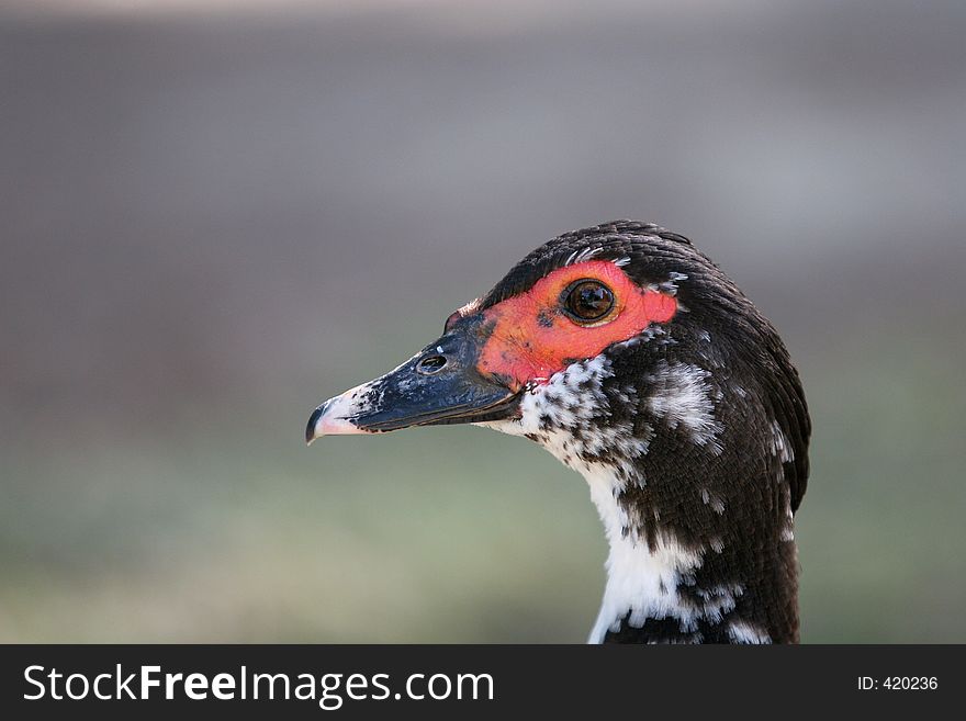 The head of a white and black duck, on a blurred neutral background (very shallow DOF). The head of a white and black duck, on a blurred neutral background (very shallow DOF)