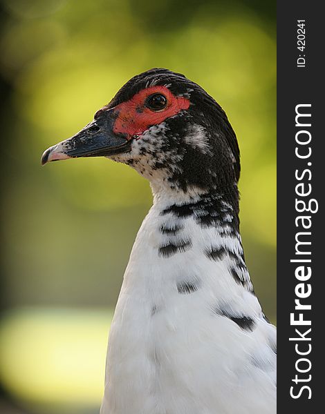 The head of a white and black duck, on a blurred green background (very shallow DOF). The head of a white and black duck, on a blurred green background (very shallow DOF)