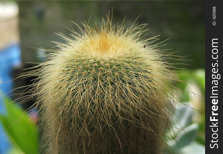 Soft torns cactus
