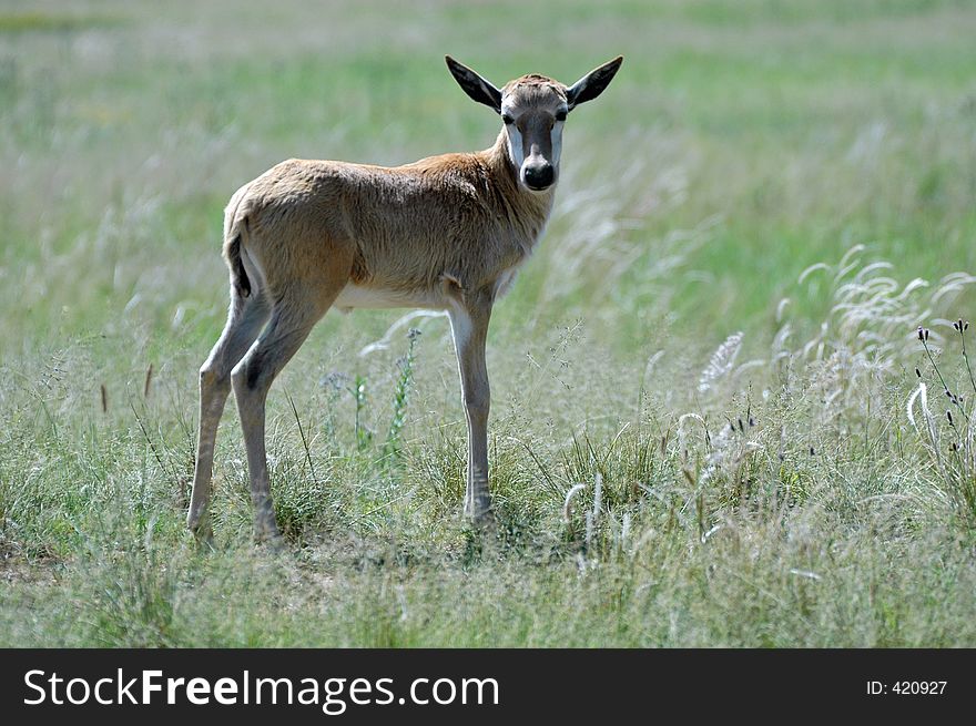 Baby Blesbuck. An antelope from South Africa. Baby Blesbuck. An antelope from South Africa.