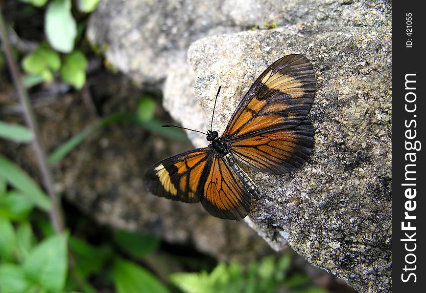 Butterfly in a rock