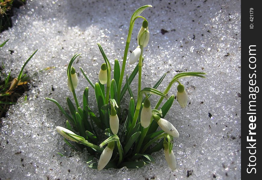 White snowdrops in the last snow. White snowdrops in the last snow