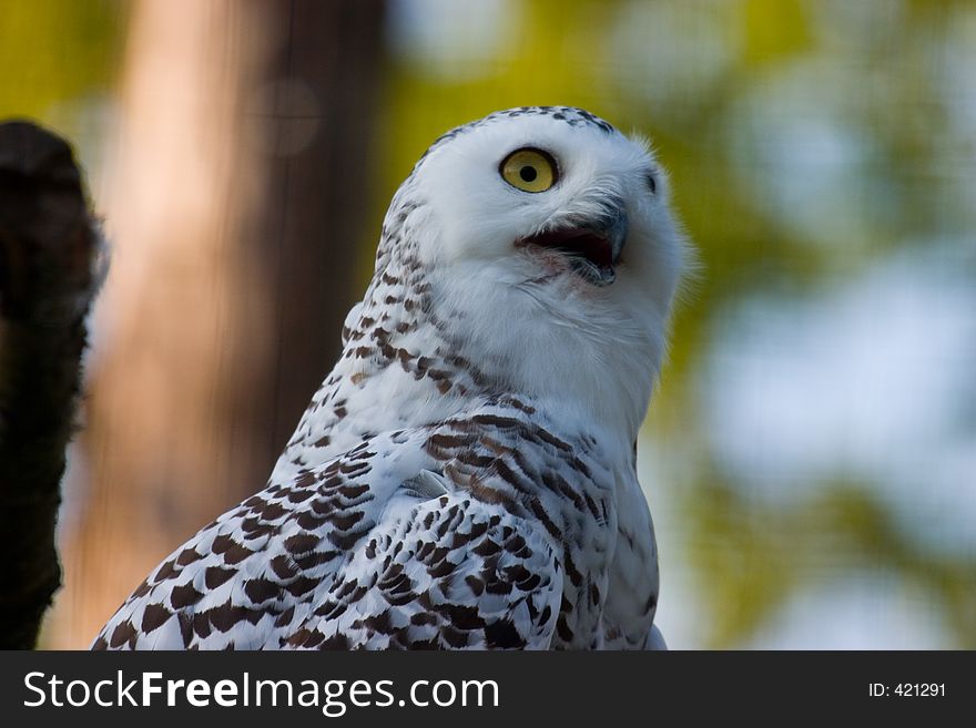 White Owl looking