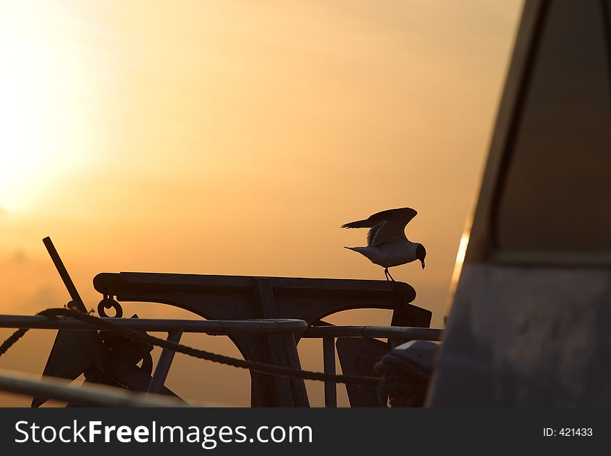 Seagull departing  a boat at sunset . Silloette