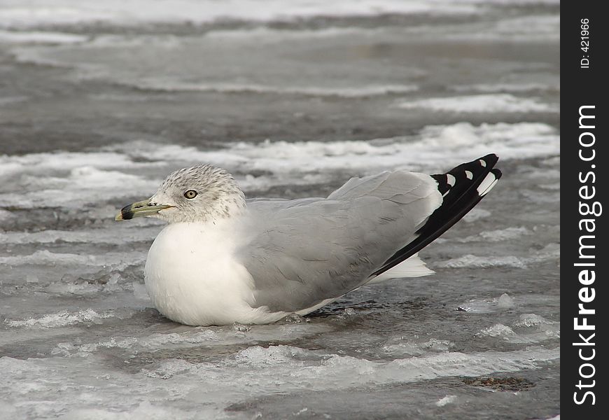 Seagull on the ice bed. Seagull on the ice bed