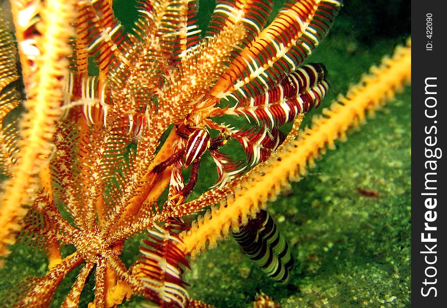 A tiny crinoid squat-lobster hiding among the feather stars. A tiny crinoid squat-lobster hiding among the feather stars