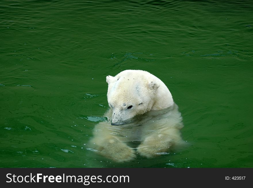 Playing Polar Bear.