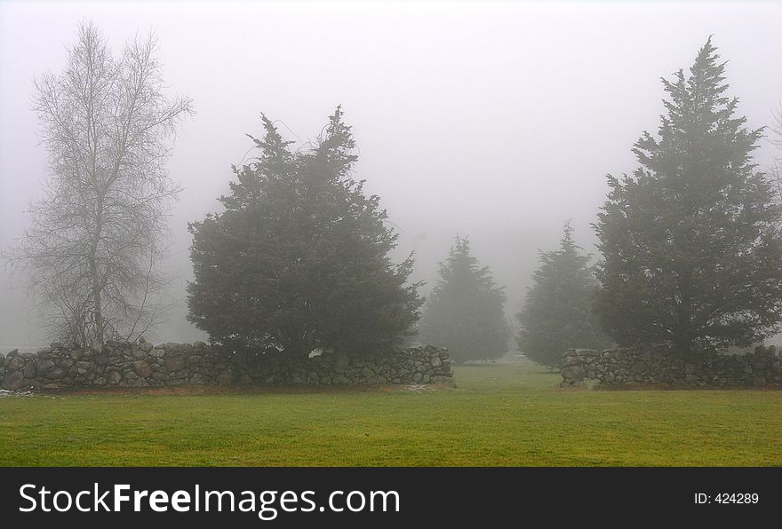 Trees and stonewall in winter fog. Trees and stonewall in winter fog.