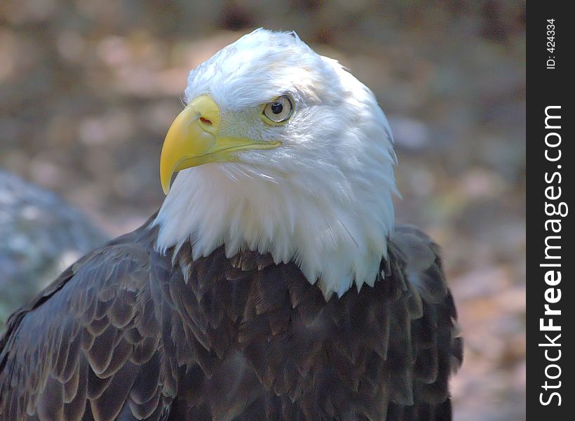 American Bald Eagle. American Bald Eagle
