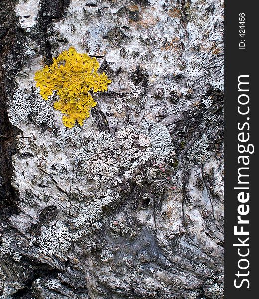 Lichen on tree bark