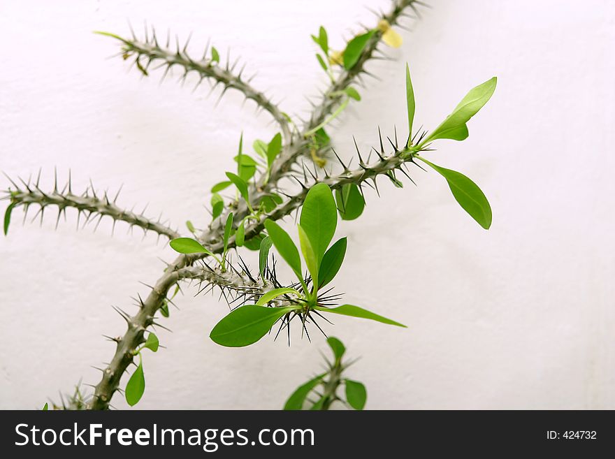 Thorn Bush Close-up