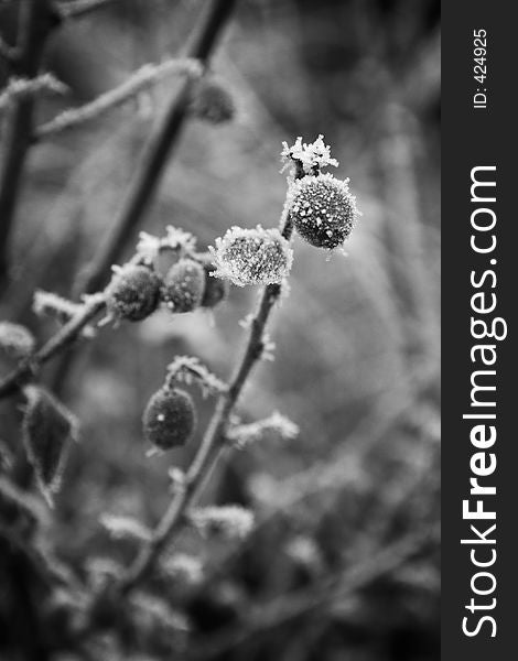 A wintery frosty frozen berry in black and white. A wintery frosty frozen berry in black and white.