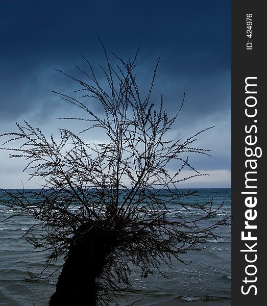 Storm at the sea and lonley tree