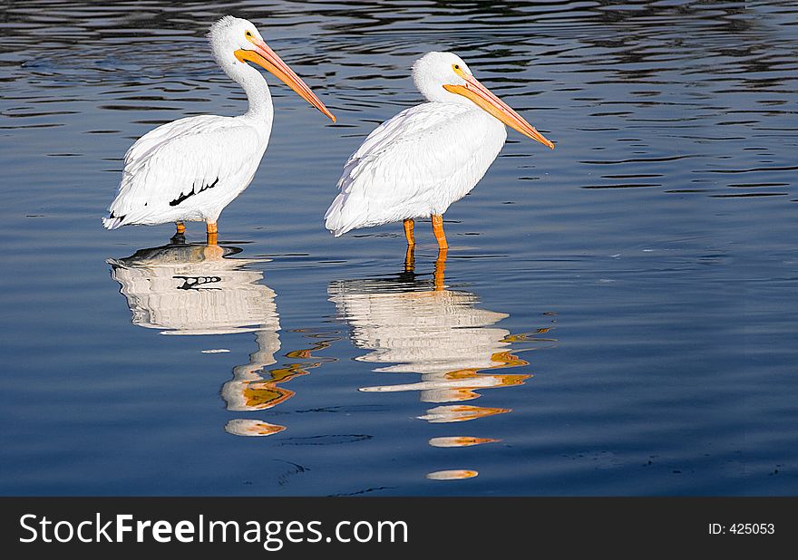 View of two pelicans relaxing in a lake