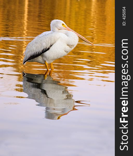 Lone pelican