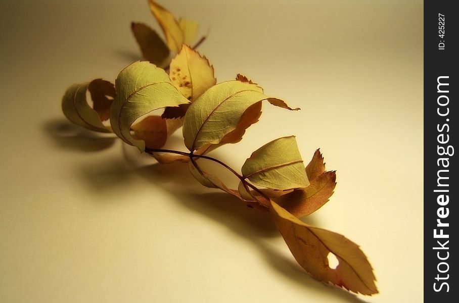 Dried leaf of mountain ash