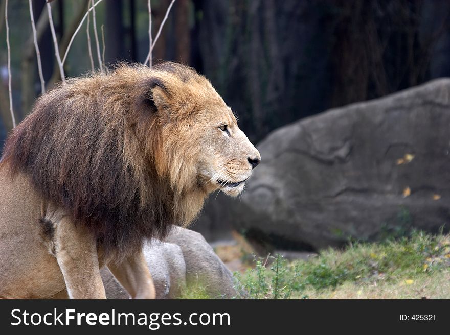 Attentive lion